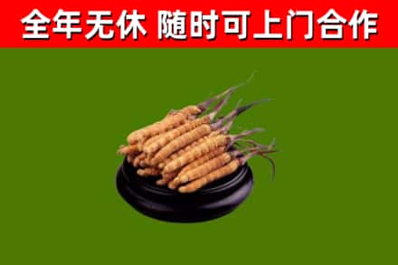 来宾回收散虫草